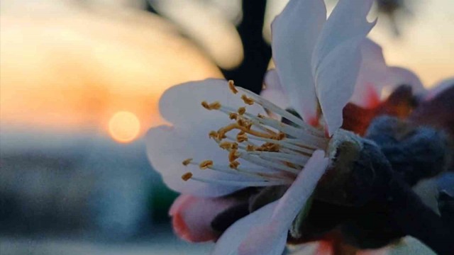 Edirne’de badem ağaçları çiçek açtı