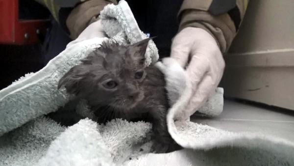 Avcılar'da klozete düşen yavru kedi kurtarıldı