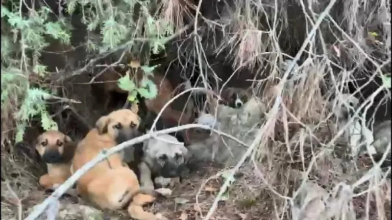 Ormandaki onlarca yavru köpeğe sahip çıktılar