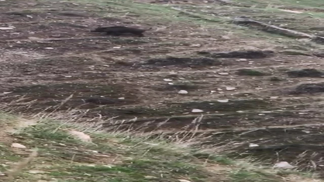 Elazığ’da domuz ve yavruları görüntülendi