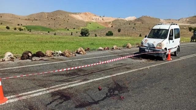 Elazığ’da hafif ticari araç sürüye çarptı, 16 koyun telef oldu