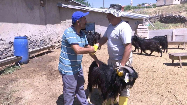 Elazığ’da kurbanlıklar görücüye çıktı: Fiyatlar 2 bin 500 liradan başlıyor