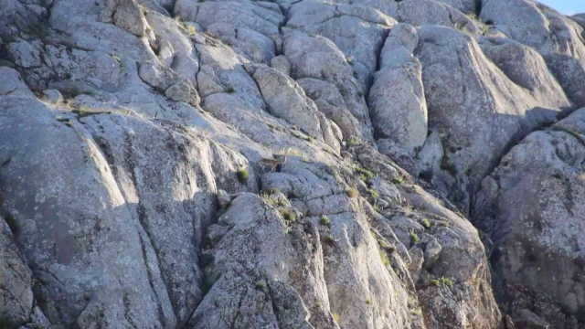 Elazığ’da yavru yaban keçisi görüldü