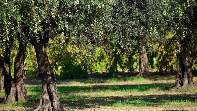 En değerli maden “zeytin”