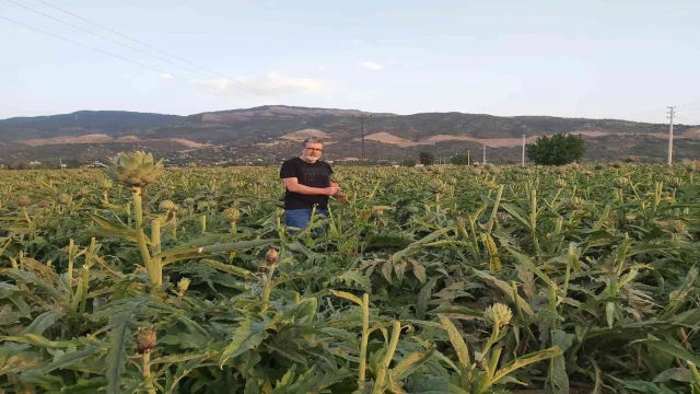 ”Enginar; sofrada karaciğerin dostu, laboratuvarda kanserin düşmanı çıktı”