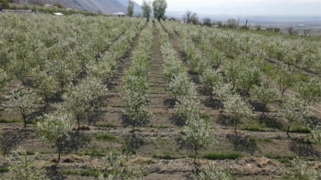 Erzincan’da beyaz gelinliği giyinen vişne bahçeleri kontrol ediliyor