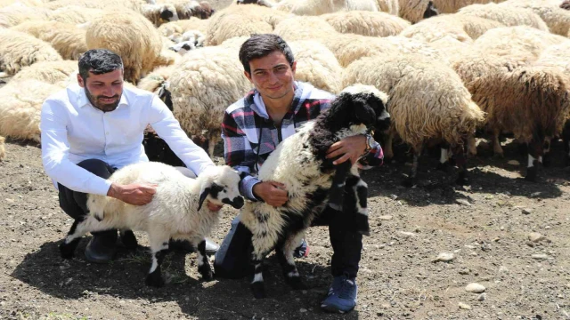 Erzincan’da göçerlerin yaylalardaki mesaisi başladı