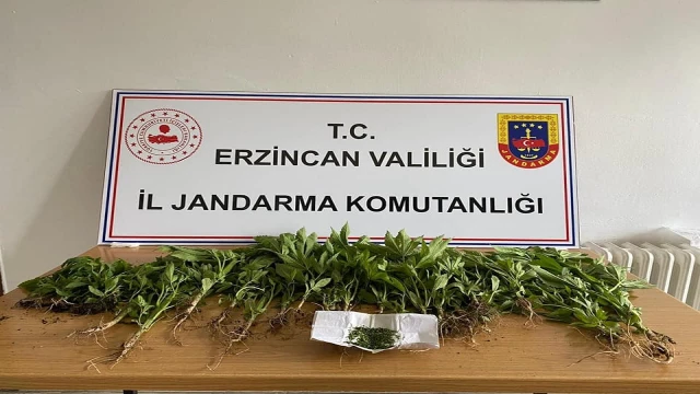 Erzincan’da uyuşturucu operasyonunda esrar ve kenevir ele geçirildi