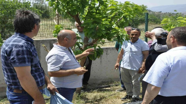 Eskişehir’de ipekböcekçiliği yaygınlaşıyor