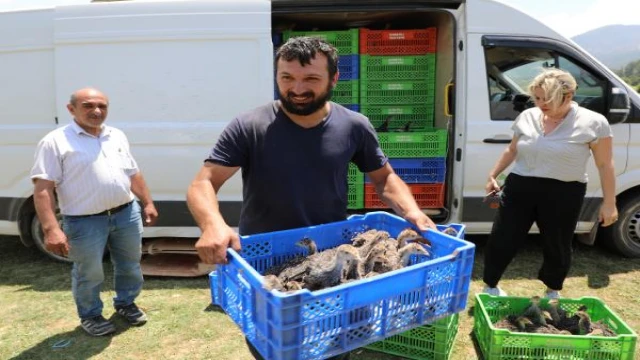 Eynif Yaylası’nı istila eden çekirgelerle 2 bin hindi mücadele edecek