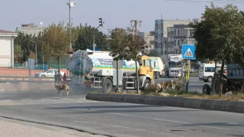 Köpeklerden kaçarken kamyonetin altında kalmaktan son anda kurtuldu