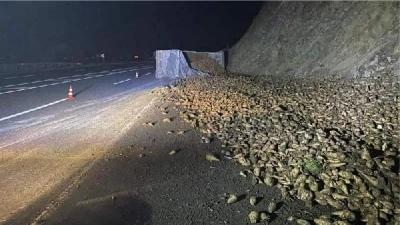 Elazığ'da kontrolden çıkan şeker pancarı yüklü TIR devrildi: 1 yaralı