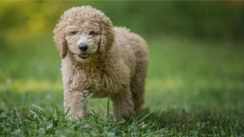 “Annelerinden erken ayrılan cins köpekler, tür özelliklerini gösteremeyebilir"