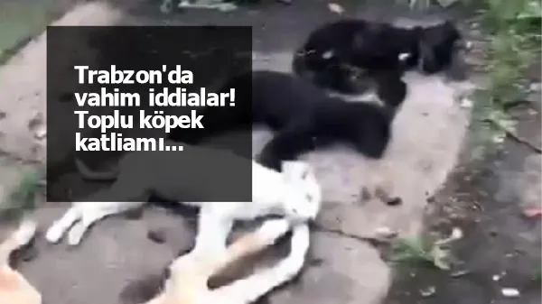 Trabzon'da vahim iddialar! Toplu köpek katliamı...