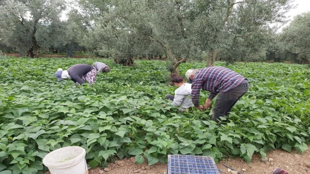 Fasulye hasadı başladı