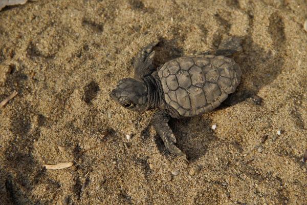 Kuşadası'nda yolunu şaşıran 67 caretta caretta yavrusu denizle buluşturuldu