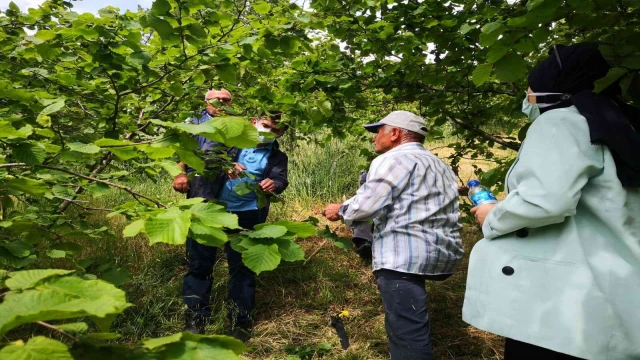 Fındıkta bakım ve zararlılarla mücadele zamanı