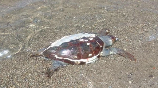 Foça’da sahile, kabuğu çatlak caretta caretta ölüsü vurdu