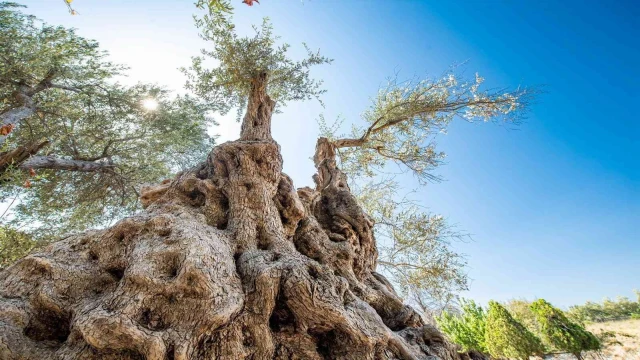 Fuar İzmir’de zeytinyağı müzayedesi