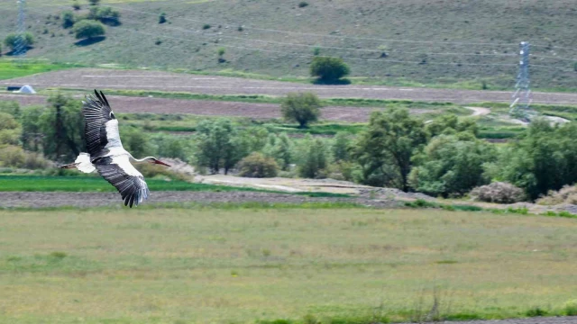 Göçmen kuşlara yuva