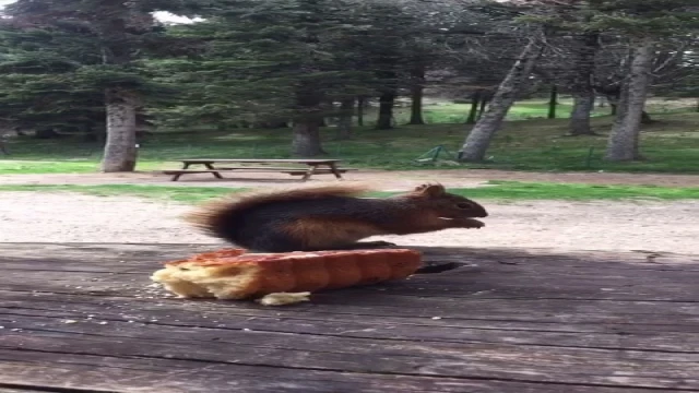 Gölcük Tabiat Parkı’ndaki sincap tatilcilerin maskotu oldu