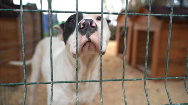 Hatay’da yasaklı ırk köpekler için yeni tedbir alındı