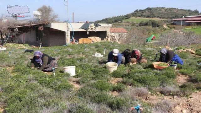 Hatay'da zahter hasadı başladı