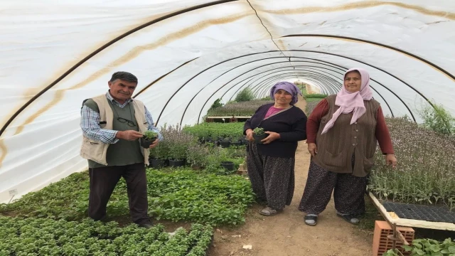 Havalar ısındı, fideye talep arttı