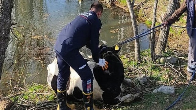 Havuza Düşen İneği İtfaiye Kurtardı