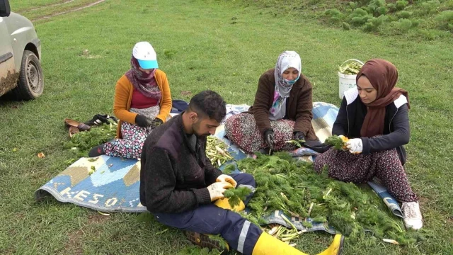 Her derde deva heliz otunu toplama mesaisi başladı