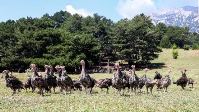 ’Hindi ordusu’, istilacı çekirgelerin yarısını yok etti