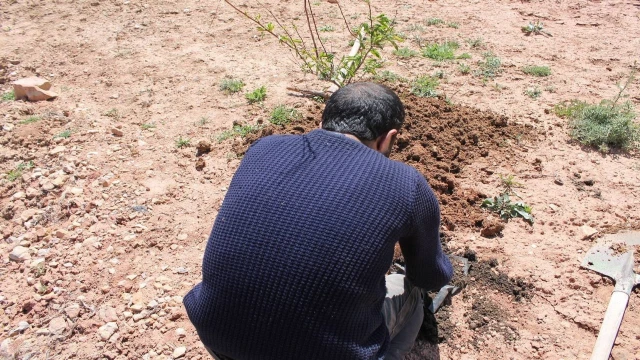 ”Hırsızlık” davasında 30 fidan dikme şartıyla uzlaştılar