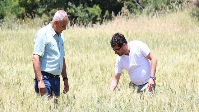 İbradı’da dağıtılan ata tohumları hasada hazır