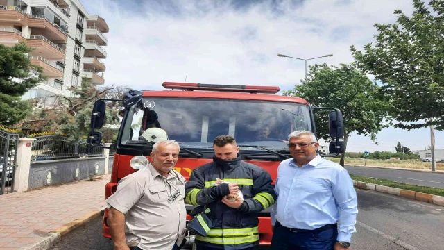 İki gün ağaçta mahsur kalan yavru kedi Dermanbaba’nın duyarlılığı sayesinde kurtarıldı