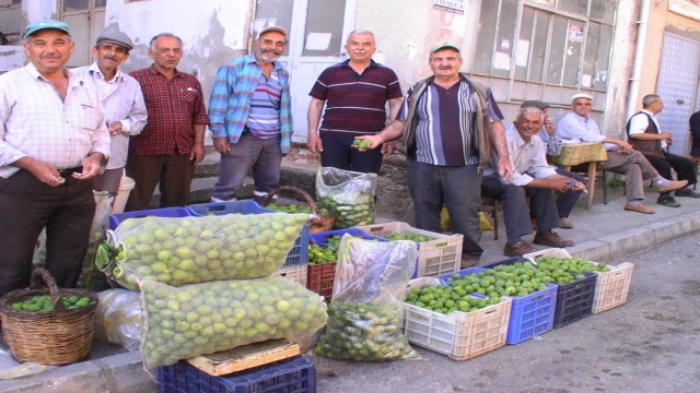 İlek sezonu başladı, kilosu 15 TL’ye alıcı buluyor