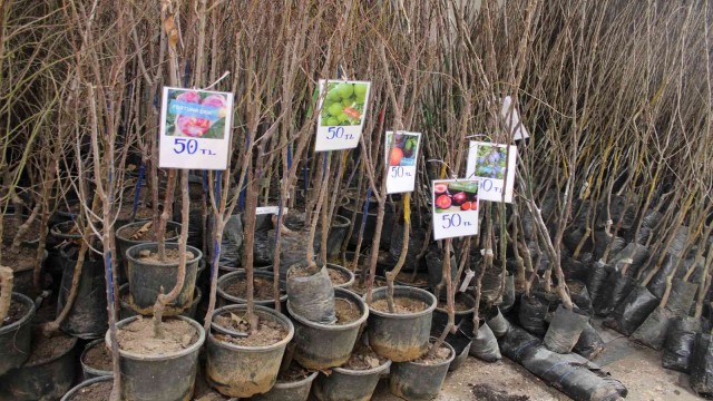 İlk cemre düştü fidancılarda hareket başladı