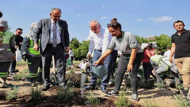 İncilipınar Parkı lavantalarla donatıldı