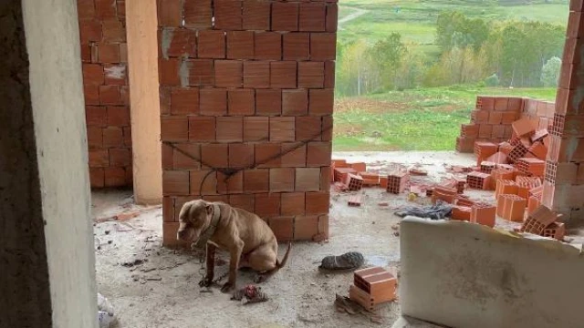 İnşaatta bulunan Pitbull, barınağa götürüldü