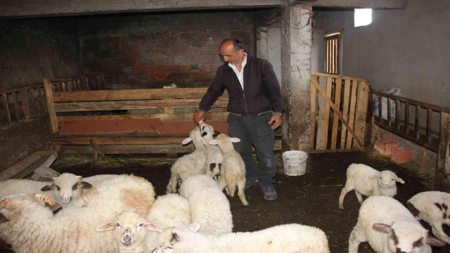 İnternetten satmak istediği koyunlarını dolandırıcılara kaptırdı