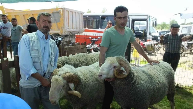 İvrindi’de 170 kiloluk koçlar ilgi odağı oldu