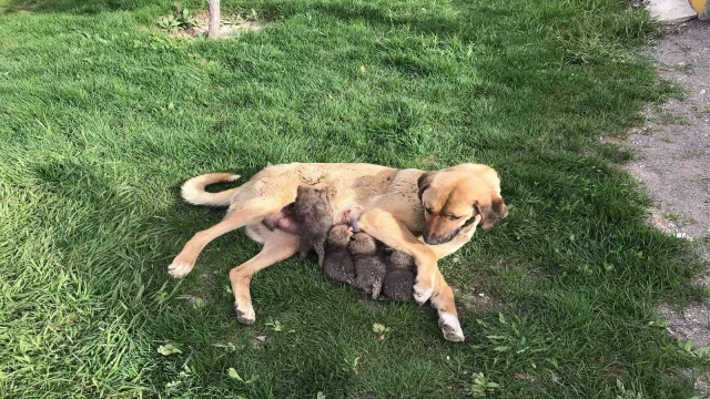 Jandarma köpeği ‘Sarı Kız’ 4 tilki yavrusuna süt annesi oldu