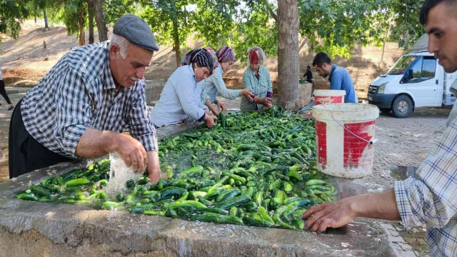 Kahramanmaraş salatalığı sofralardaki yerini aldı