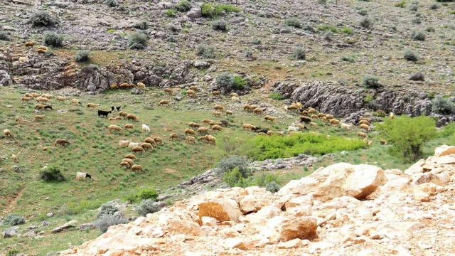 Kahramanmaraş’ta sürüler yaylalara çıkmaya başladı