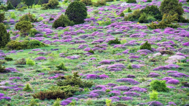 Kahramanmaraş’ta yaylaları keven çiçekleri kapladı