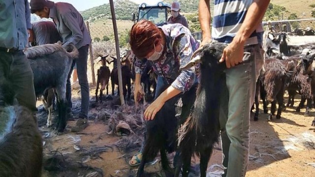 Karaburun’da Kırkım Şenliği 26 Haziran’da