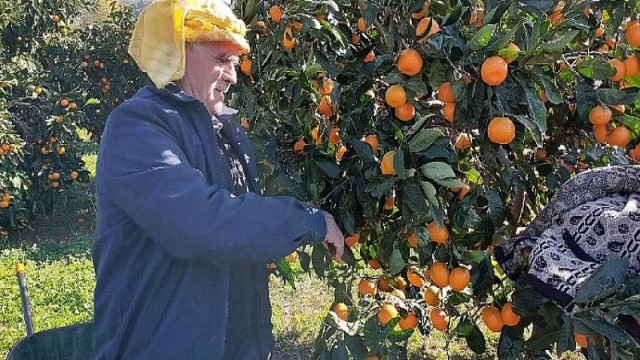 Karaburun’da mandalina üreticisinin işleme tesisi hasreti bitiyor!