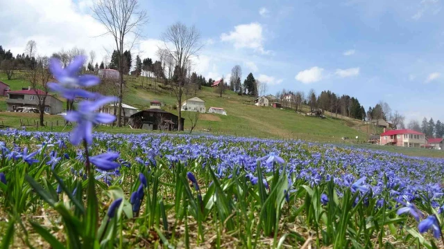 Karlar eridi, Mor Yayla’nın Mavi Yıldız çiçekleri kendini gösterdi