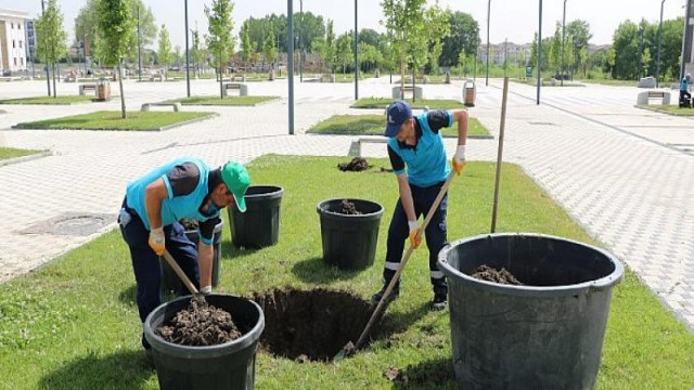 Kartepe Kent Meydanı’nda çınar ağaçları yeşerecek