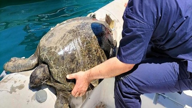 Kemer Belediyesi’nden Yaralı Deniz Kaplumbağasına İlk Müdahele