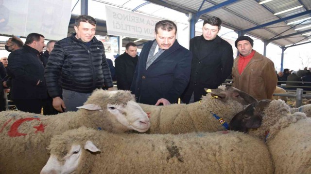 Koçlar Gönen’de panayırda boy gösterdi